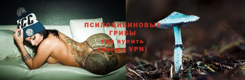 где продают наркотики  omg маркетплейс  Галлюциногенные грибы Psilocybe  darknet телеграм  Кудрово 